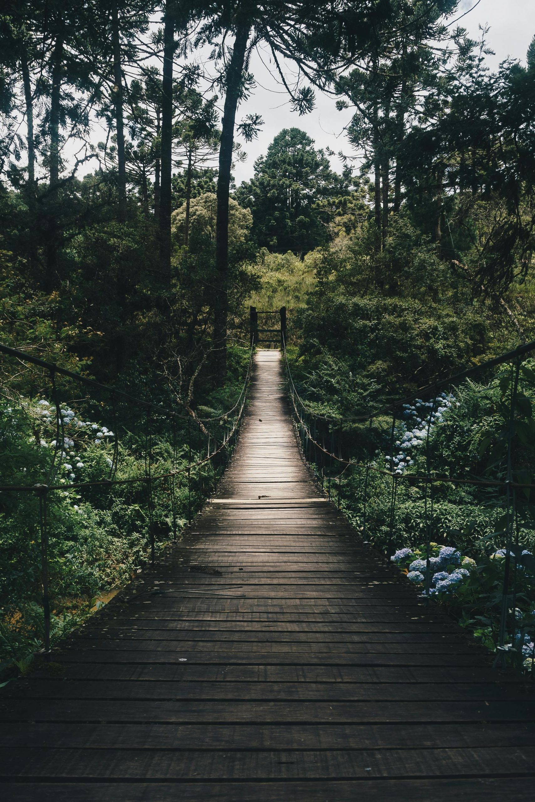 Camera looks down a wood plank, hanging bridge which passes through a lush, green forest.